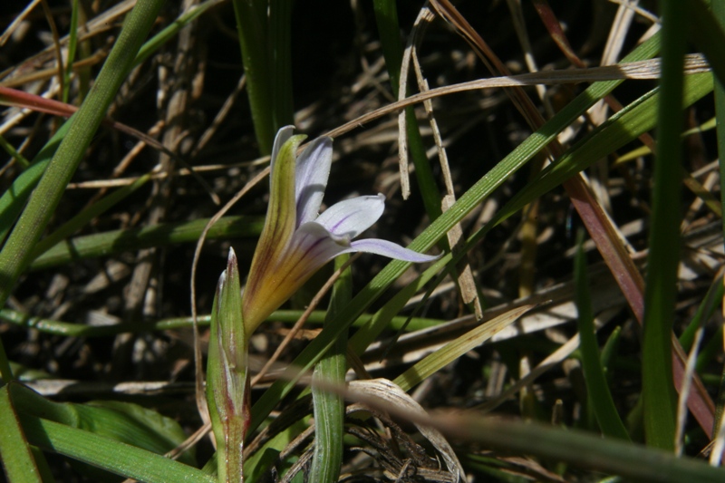 Romulea a confronto (R. columnae e R. ramiflora)